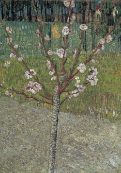 VINCENT VAN GOGH Almond Tree in Blossom Poster Print