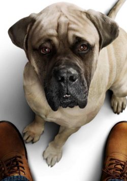 A DOGS JOURNEY Movie 2019 Poster Print