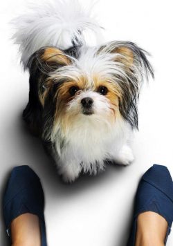 A DOGS JOURNEY Movie 2019 Poster Print
