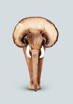 ELEPHANT-MUSHROOM Poster Print